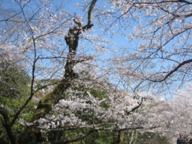 2011年　京都　桜づくし　～哲学の道～_d0149223_23511320.jpg