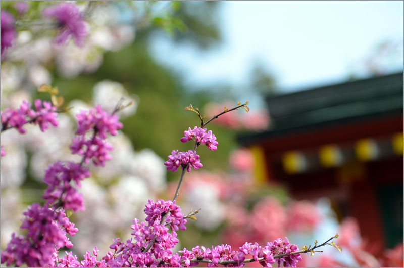 ドラゴン神社の春_d0156930_2103096.jpg