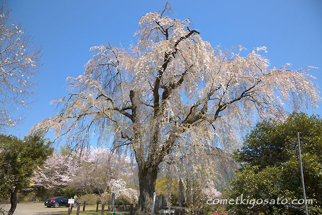 南部町の桜_b0179231_1383584.jpg