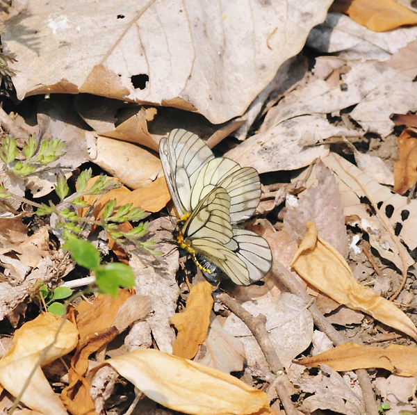 今年初の「ウスバシロチョウ」他　in埼玉県北部の公園20110416①_a0126632_204249.jpg