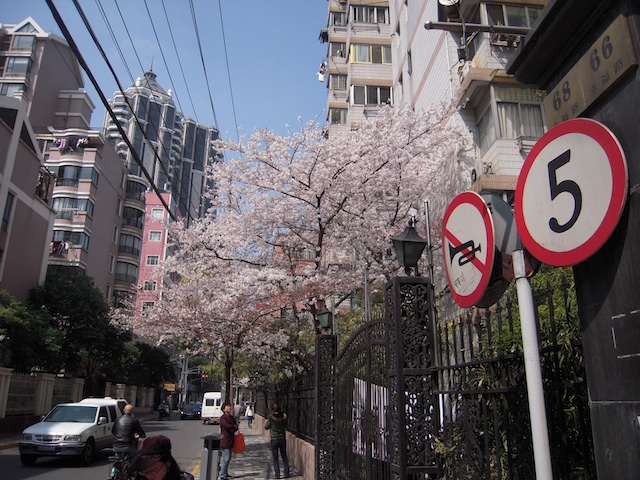 上海の桜_b0025633_1448213.jpg