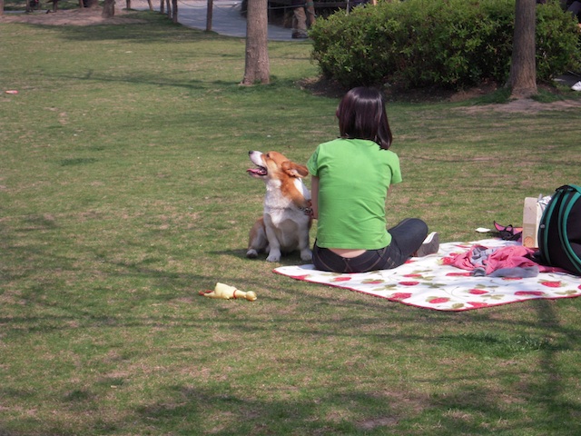 上海の桜_b0025633_14594421.jpg