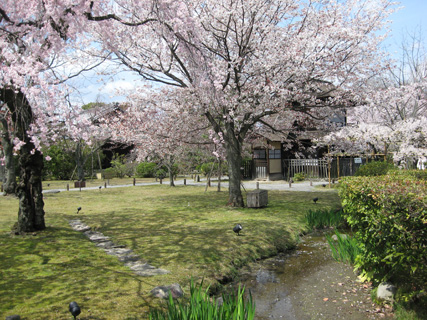 日本の桜5 京都、渉成園_f0234936_1462432.jpg
