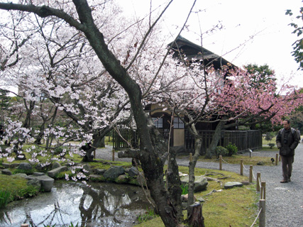 日本の桜5 京都、渉成園_f0234936_1465985.jpg