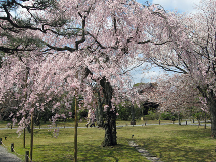 日本の桜5 京都、渉成園_f0234936_150444.jpg
