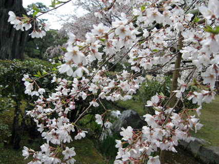 日本の桜5 京都、渉成園_f0234936_1521332.jpg