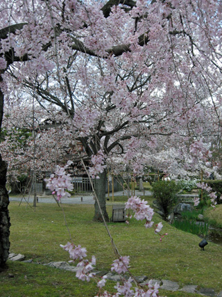 日本の桜5 京都、渉成園_f0234936_1533147.jpg