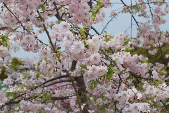 b0141538_012757.jpg