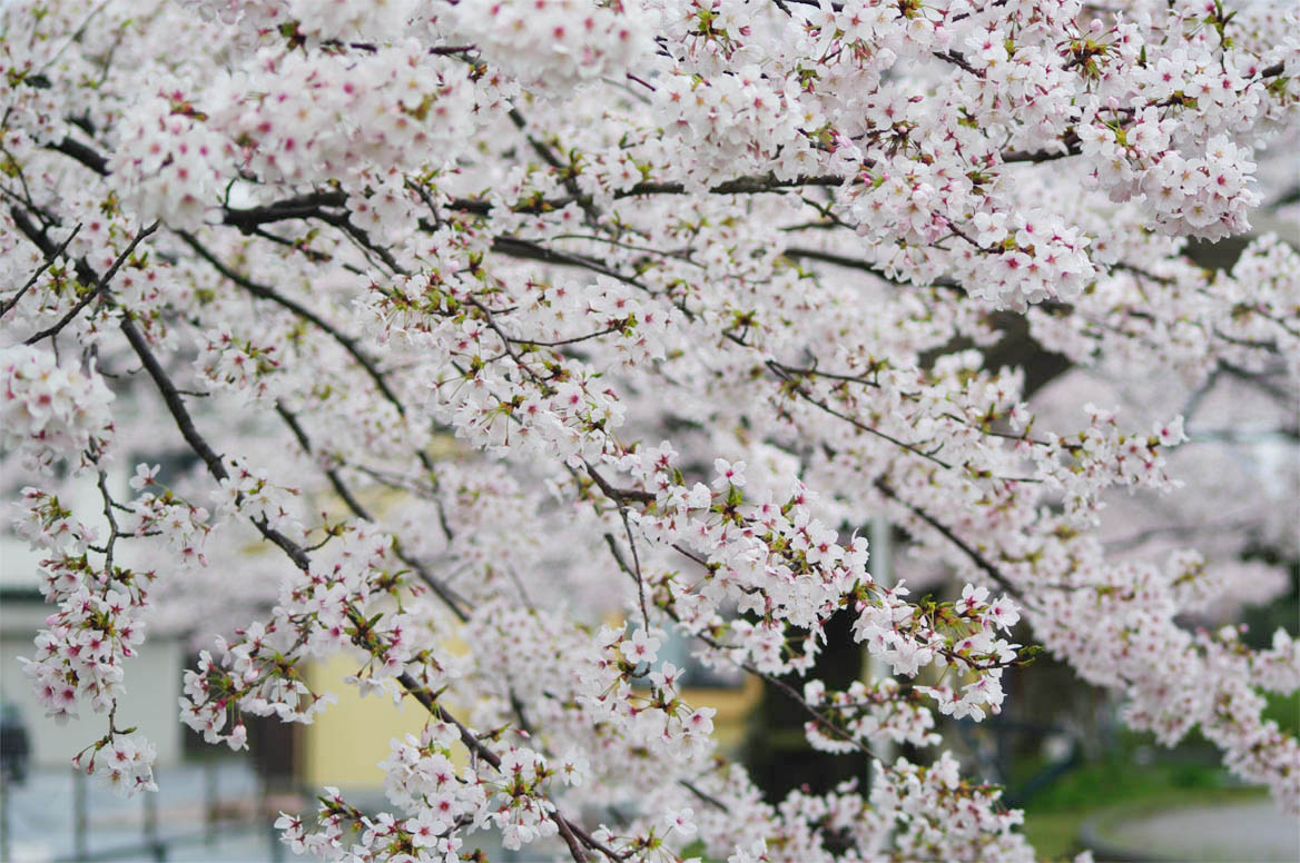 錦町／花の流れに_f0227938_9231446.jpg