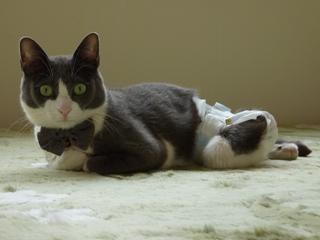 猫のお友だち 珊瑚ちゃん祿太くん編。_a0143140_23415672.jpg