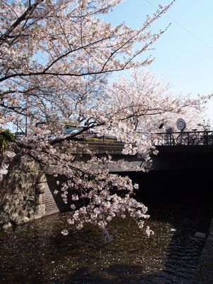 桜の歩き巡り2011・高瀬川編_d0079440_14481945.jpg