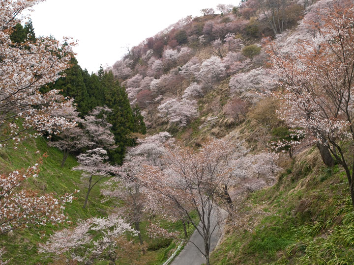 吉野千本桜_c0181648_0143492.jpg