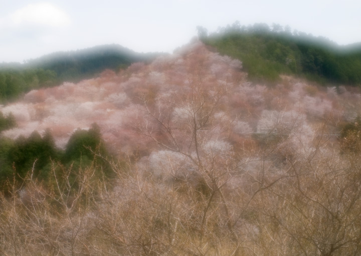 吉野千本桜_c0181648_015594.jpg