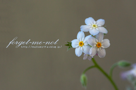 forget-me-not_d0124248_2334569.jpg
