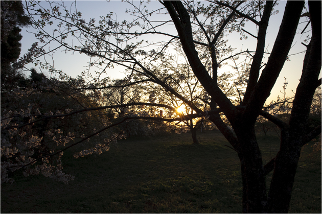 般若寺　しだれ桜_b0200750_024839.jpg