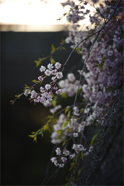 般若寺　しだれ桜_b0200750_02504.jpg