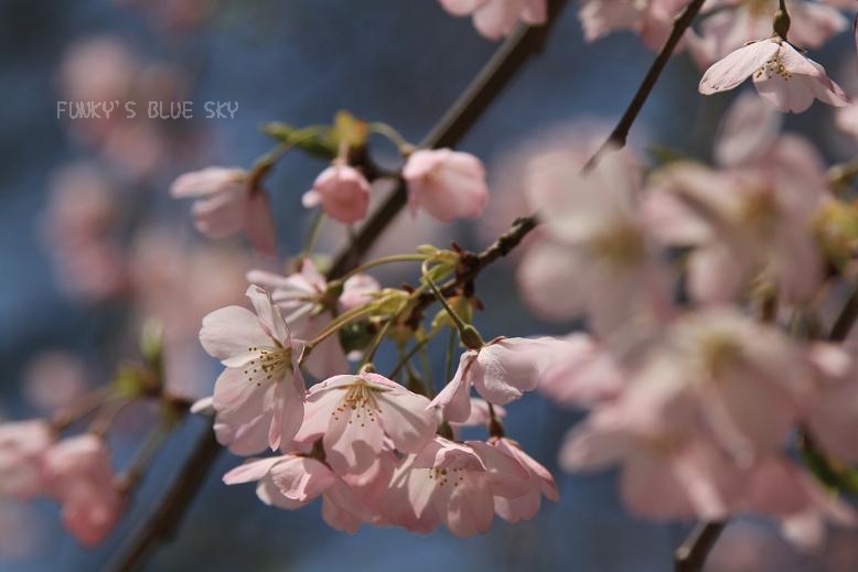 桜咲く。_c0145250_19323797.jpg