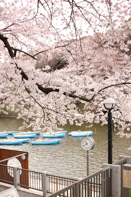 千鳥が淵＋目黒川の桜_e0028650_23204544.jpg