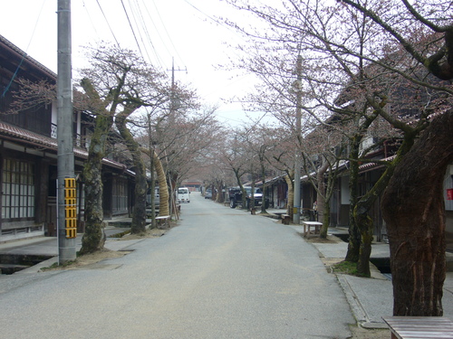 がいせん桜開花情報　【つぼみ】　２０１１年４月１６日_b0174451_7515088.jpg