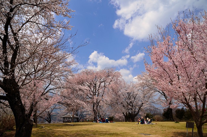 大草城址公園の桜_c0050853_20494671.jpg