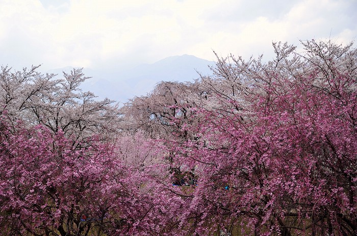 大草城址公園の桜_c0050853_20501117.jpg