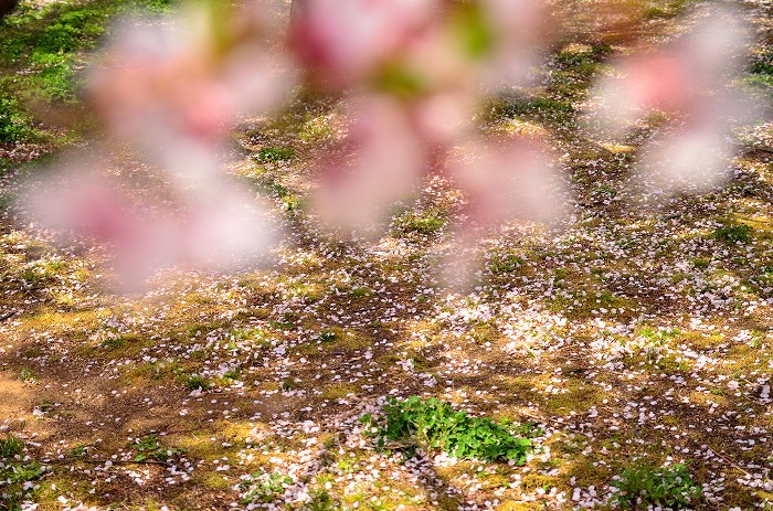 大草城址公園の桜_c0050853_20502279.jpg