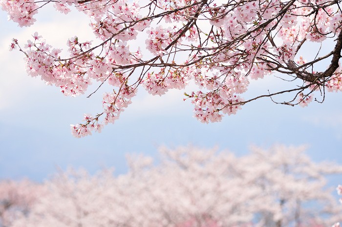 大草城址公園の桜_c0050853_20503826.jpg