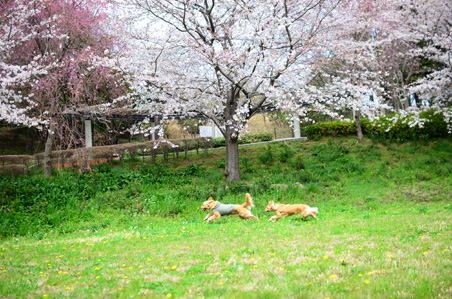 今年も一緒に〜♪_f0044853_12264987.jpg