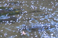 f0065954_21331567.jpg