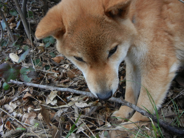 ２０１１年４月１６日（土）この木なんの木、気になる木～！_f0060461_1095491.jpg