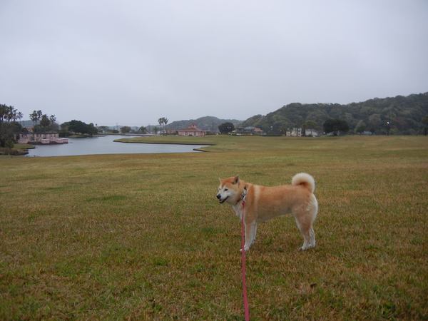 2011年4月16日(土)この木なんの木、気になる木~!_f0060461_9422891.jpg