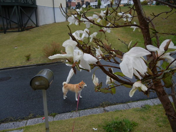 ２０１１年４月１６日（土）この木なんの木、気になる木～！_f0060461_9453178.jpg