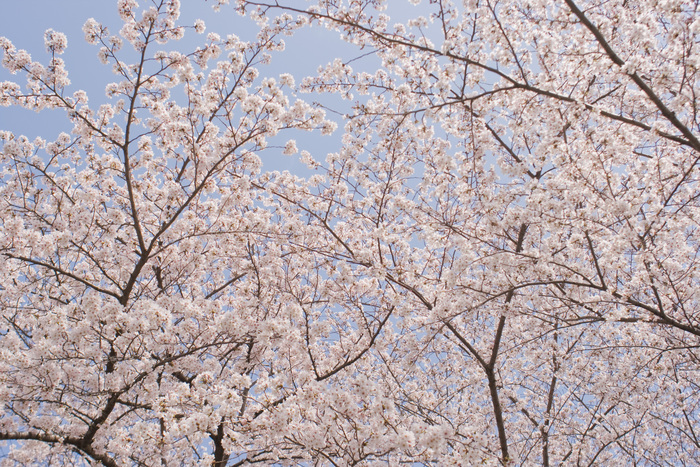 20110416_sakura_b0178762_204921.jpg