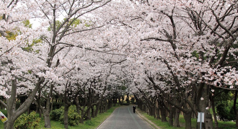 庄内緑地公園 落花始まる 色即是空68 庄内緑地公園 落花始まる 色即是空68