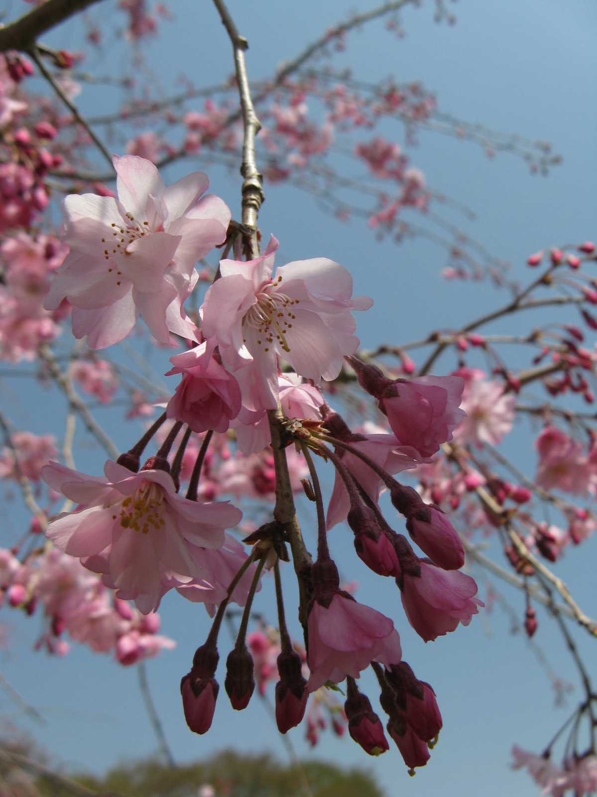 満開の桜・・・_a0114469_1715650.jpg