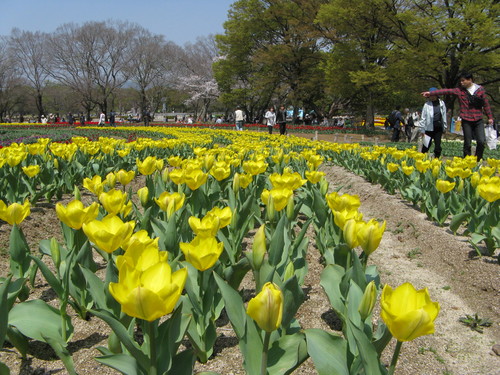 満開の桜・・・_a0114469_1717449.jpg