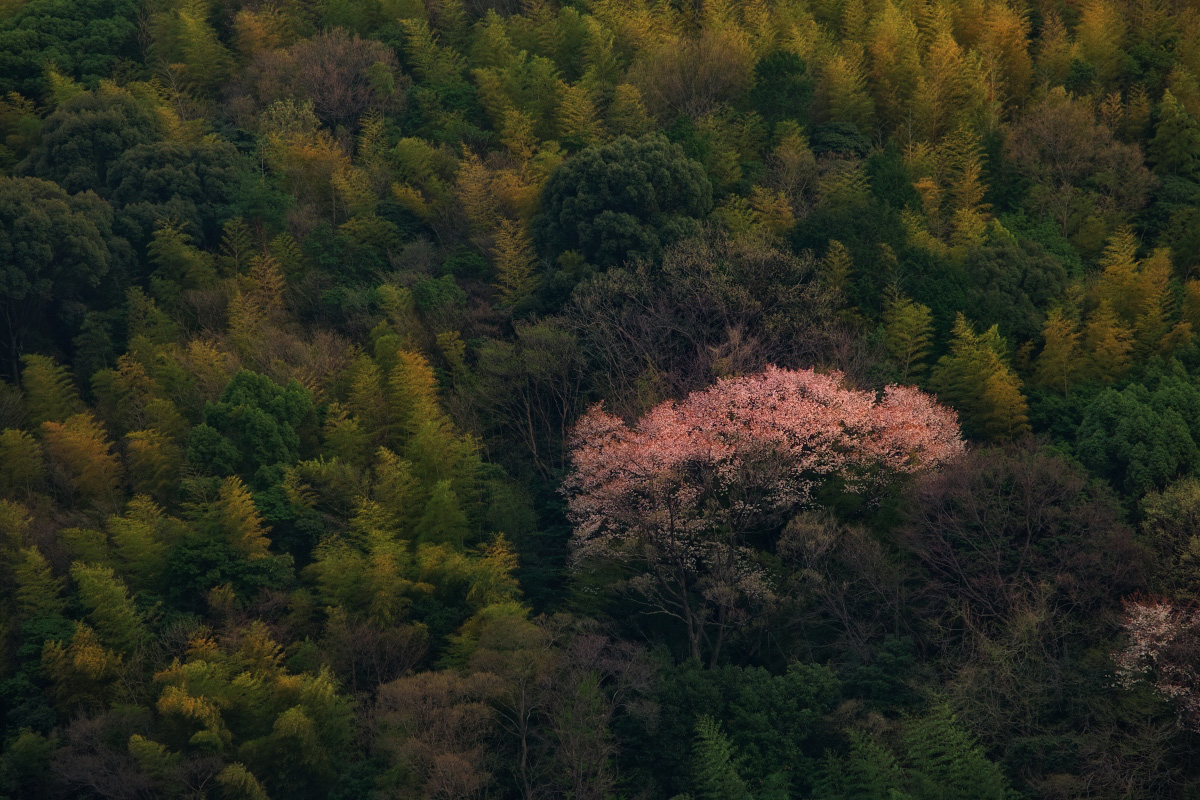 山桜_f0021869_21173481.jpg