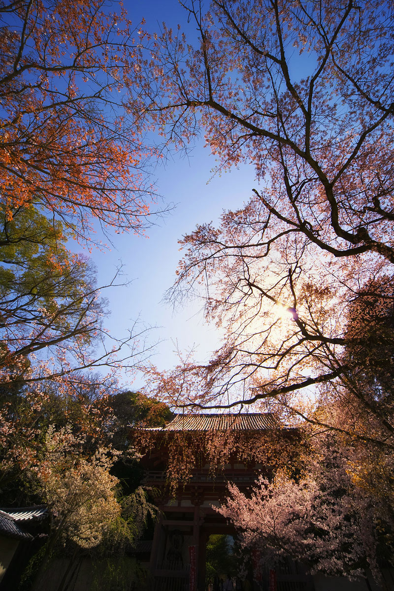 桜　2011 京都　<醍醐寺>_f0021869_2264489.jpg