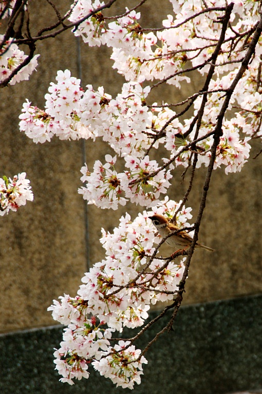 京都桜三昧ポタ--伏見港１--20110411_a0050572_1234735.jpg