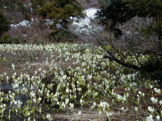 水芭蕉も咲き出しました_c0022275_17593679.jpg