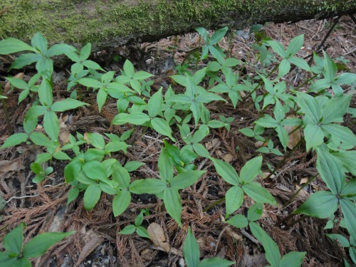 花の調査：背振方面の山歩き（福岡市早良区）_d0182075_17163050.jpg