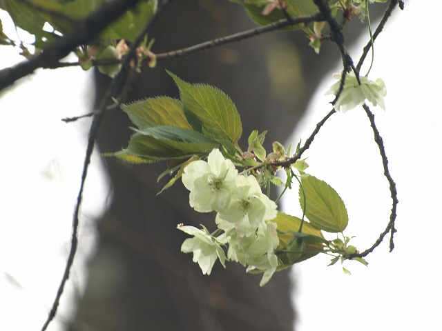 『鬱金桜（ウコンザクラ）の咲く散策路・・・』_d0054276_20384414.jpg