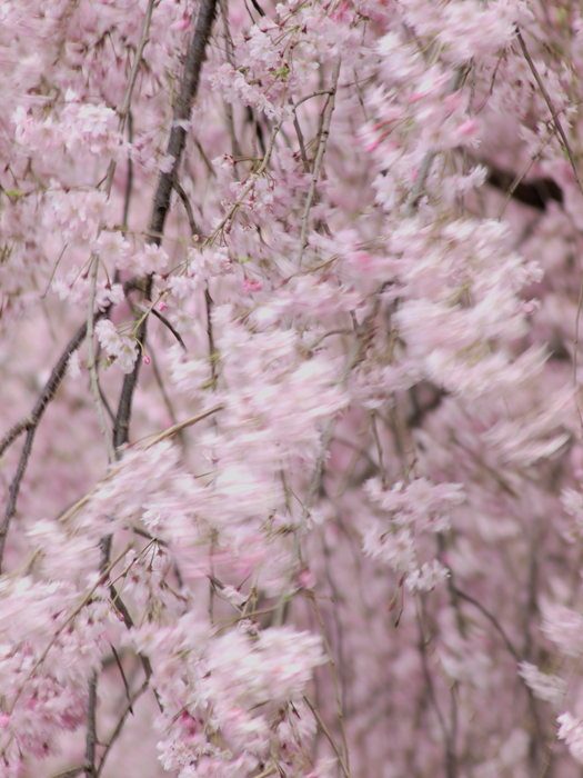 野川のしだれ桜_a0161380_940574.jpg