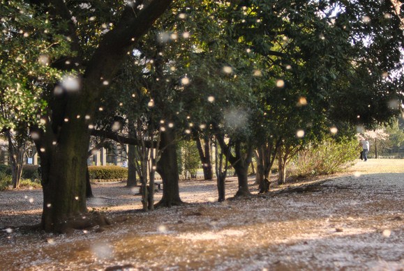 花びら舞う公園_b0194880_13394329.jpg