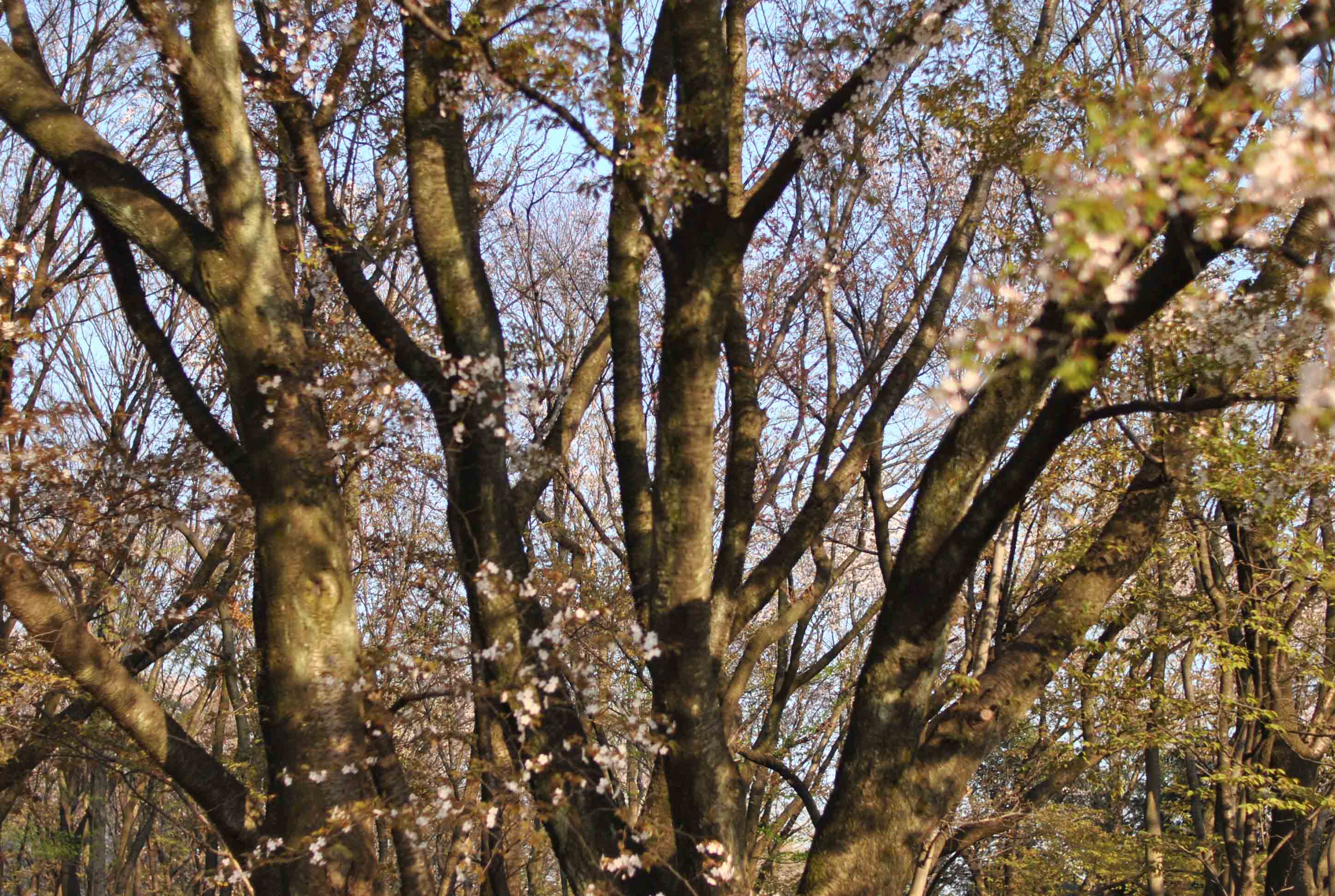 花びら舞う公園_b0194880_13395580.jpg