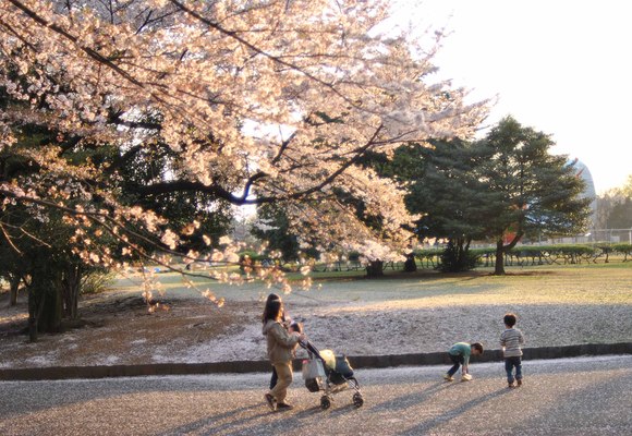 花びら舞う公園_b0194880_1341378.jpg