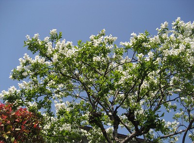 c0229483_19385339.jpg