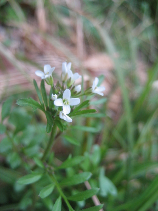 野の花ー６_c0118085_20582468.jpg