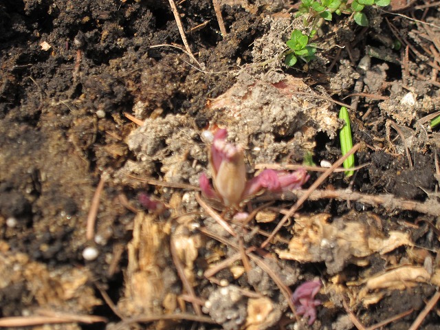 芽吹き_d0133485_1117151.jpg