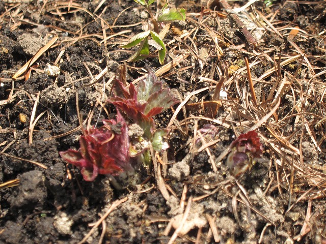 芽吹き_d0133485_11172159.jpg